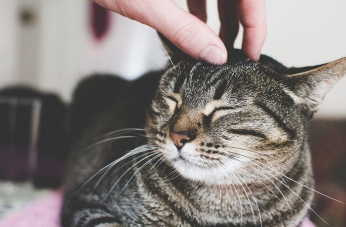 Erfahren Sie, wie und warum Katzen schnurren. Das bedeutet das Schnurren von Katzen.